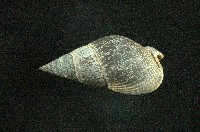 藏品(彈頭織紋螺)的圖片